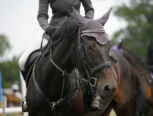Face of a beautiful purebred racehorse on the jumping competition © acceptfoto