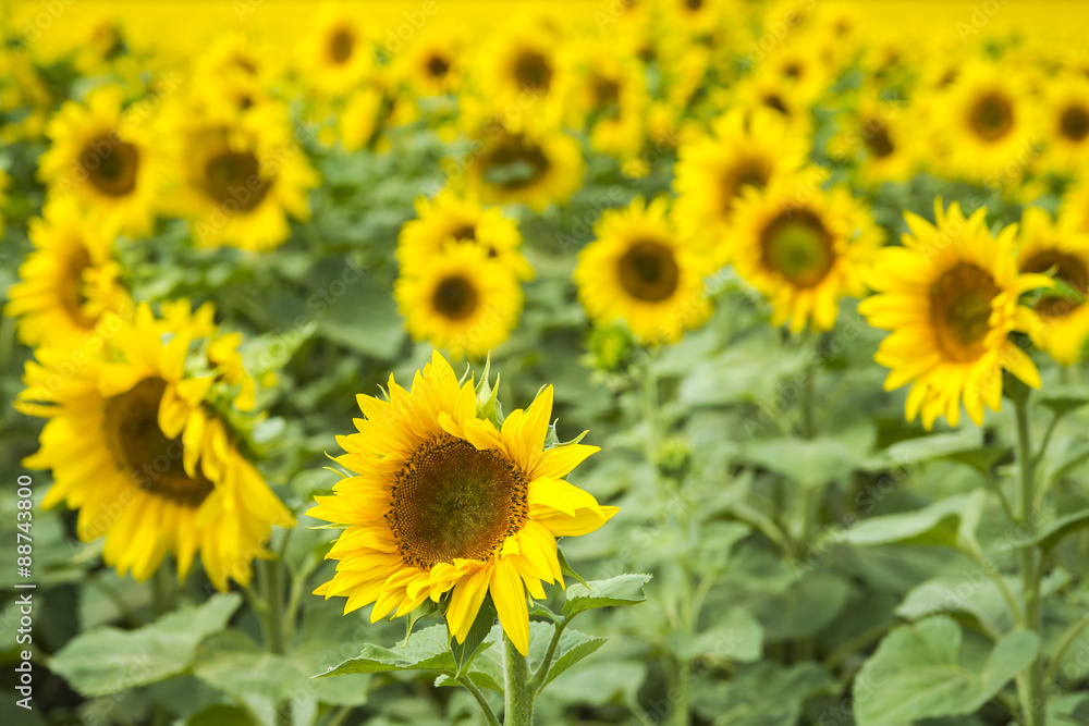 Sunflowers in a sunflower field