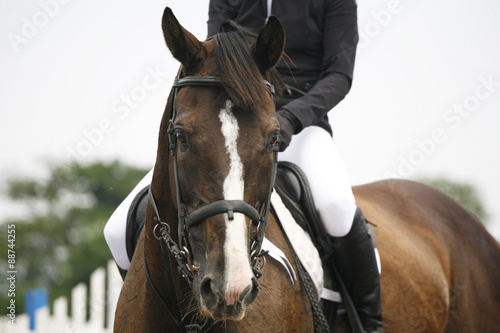 Head-shot of a show jumper horse during competition with jockey