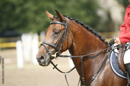 Face of a beautiful purebred racehorse on the jumping competition © acceptfoto
