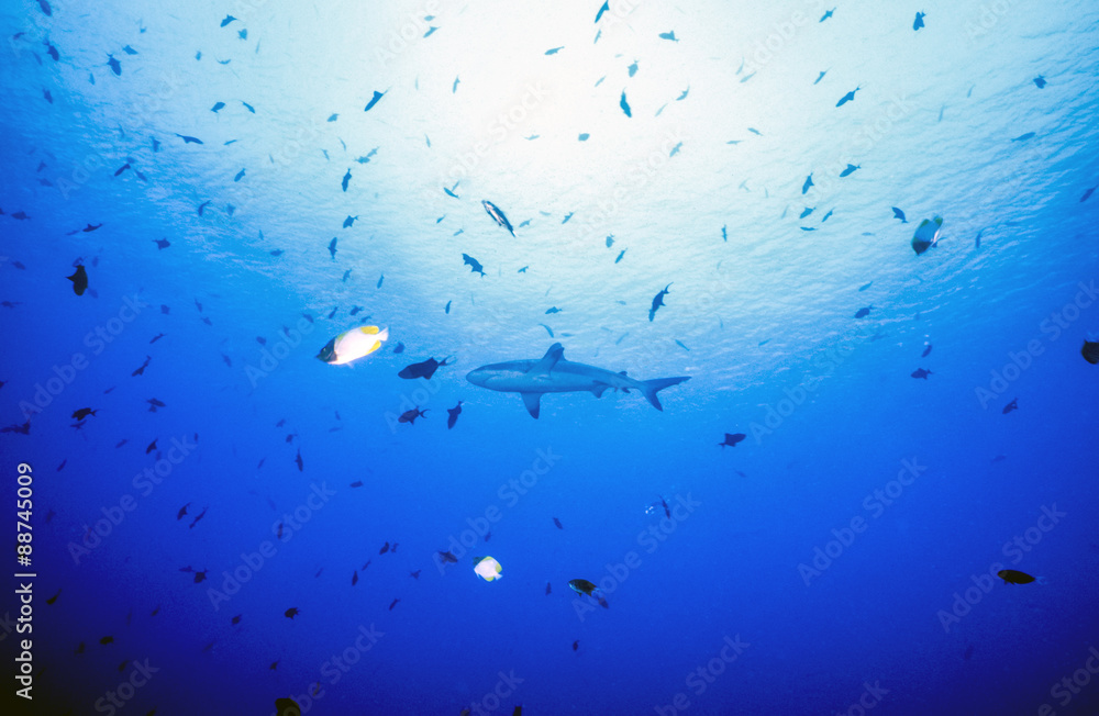 Schooling Shark Schooling Shark