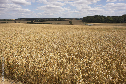 Wheat growing on a Hampshire farm close to harvest time. England UK