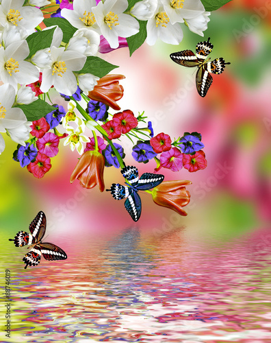 flowers  and butterflies