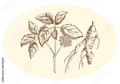 Ginseng