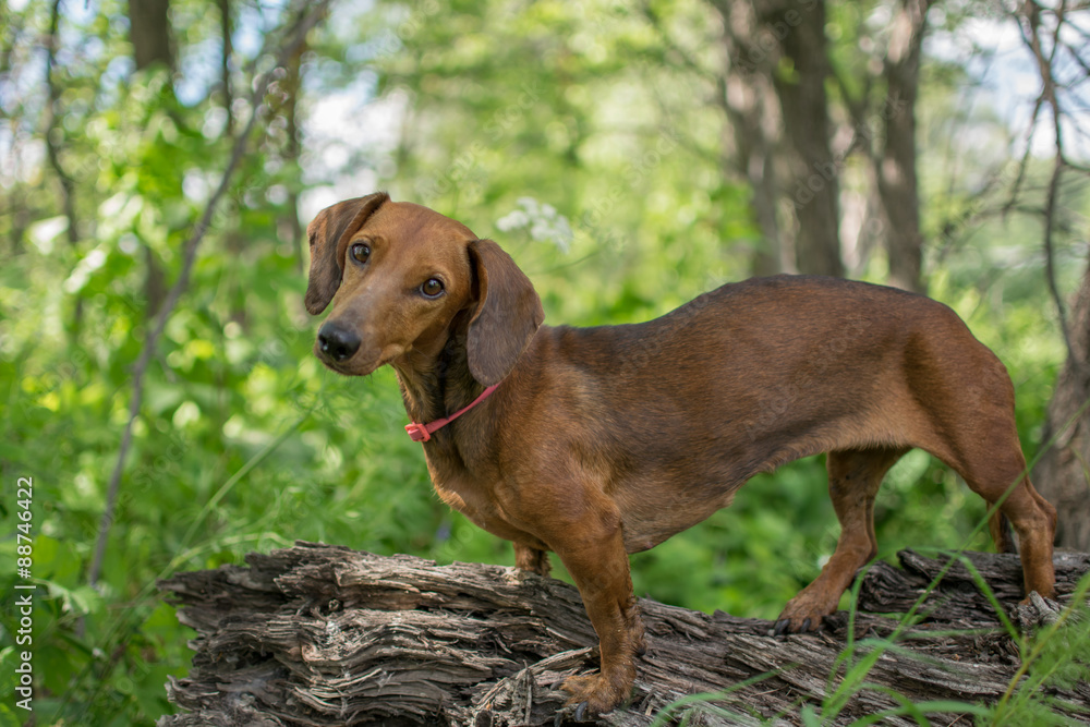 dachshund 