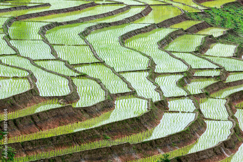 The step rice field