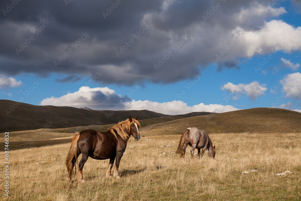 Cavalli selvaggi nella prateria. Cielo con nuvole temporalesche