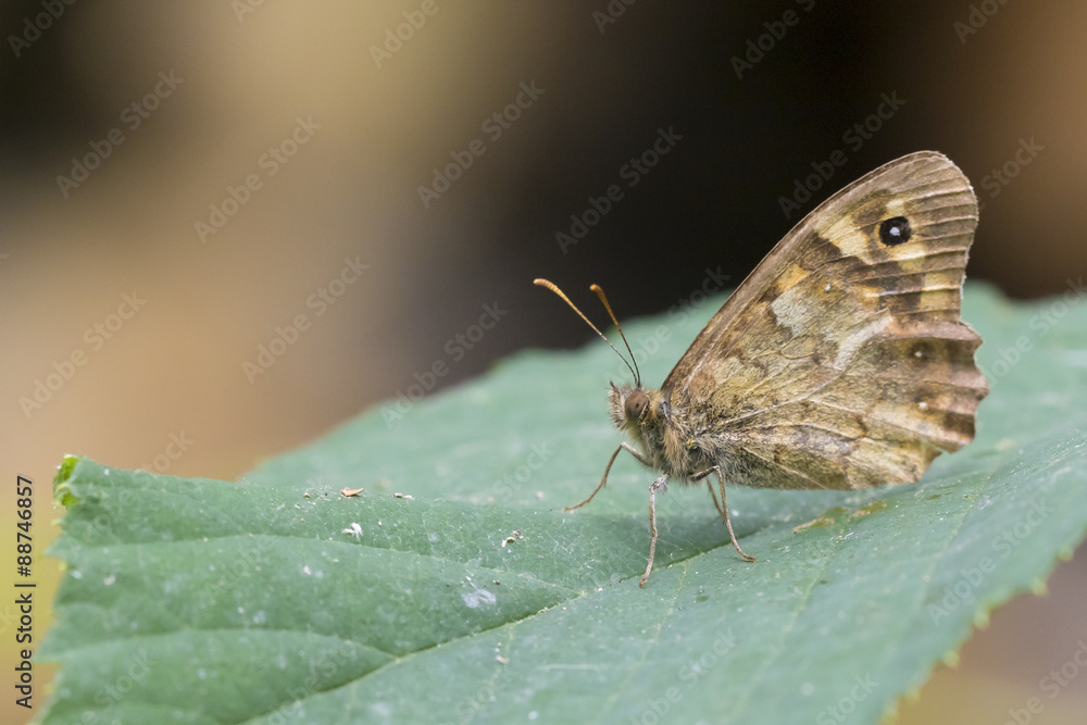 Obraz premium Meadow Brown