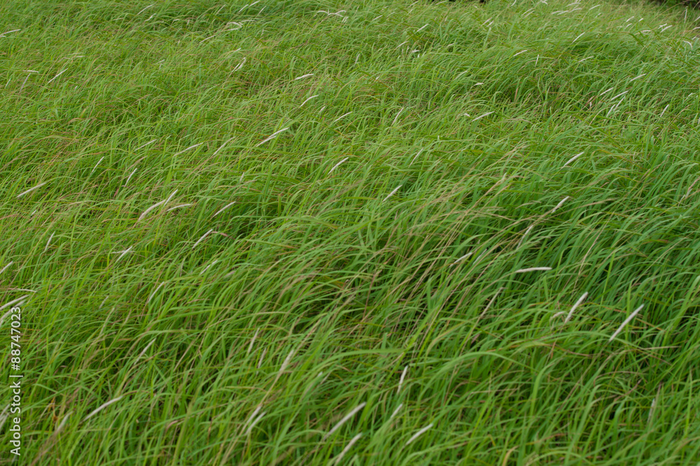 風に揺られる草 1 風に揺られる草 1