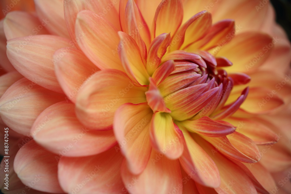 Closeup of a Beautiful Dahlia Flower in Orange, Pink and Yellow, soft focus