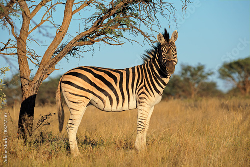 Fototapeta Naklejka Na Ścianę i Meble -  A plains (Burchells) Zebra (Equus burchelli) in natural habitat, South Africa.