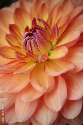 Closeup of a Beautiful Dahlia Flower in Orange  Pink and Yellow  soft focus