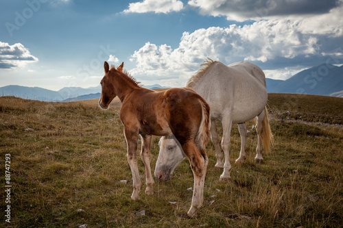Fototapeta Naklejka Na Ścianę i Meble -  Puledro marrone con mamma bianca, guardano l'orizzonte. 