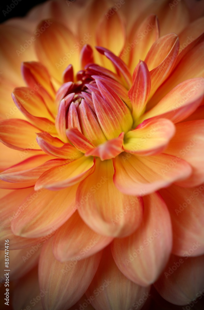 Closeup of a Beautiful Dahlia Flower in Orange, Pink and Yellow, soft focus Closeup of a Beautiful Dahlia Flower in Orange, Pink and Yellow, soft focus