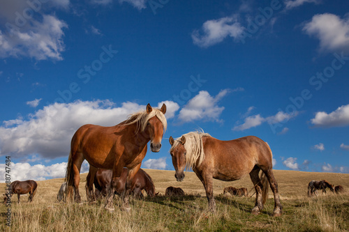 Stalloni marroni in una prateria, con cielo blu e nuvole bianche sullo sfondo © nnerto