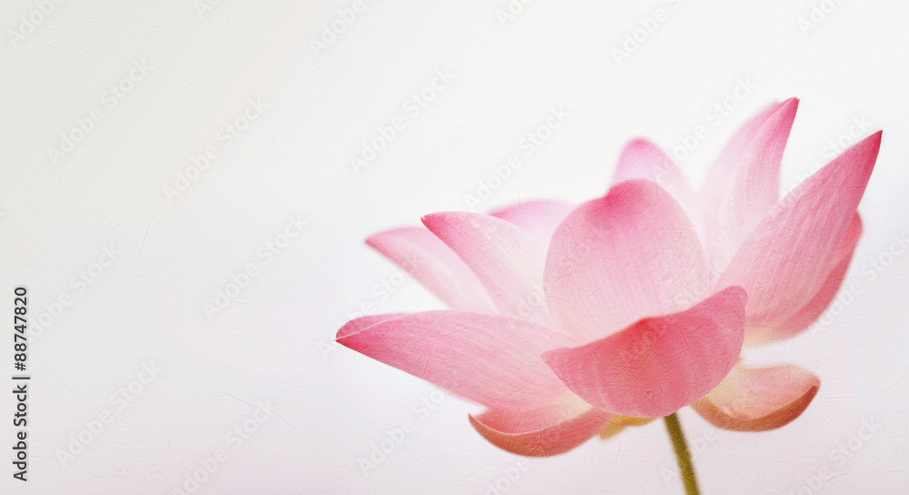 lotus in soft and vintage color style on mulberry paper texture for background
