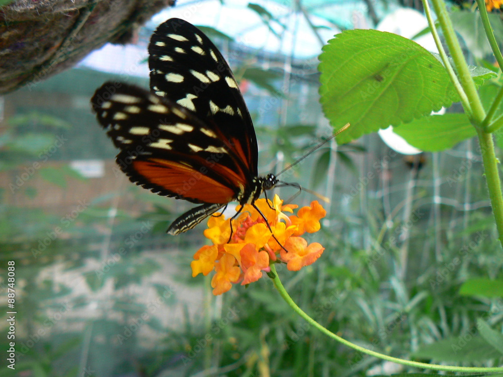 Fototapeta premium Papillon