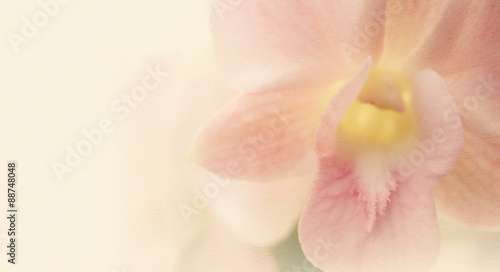 vintage color orchids in soft color and blur style for background 