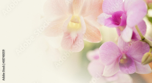 Fototapeta Naklejka Na Ścianę i Meble -  vintage color orchids in soft color and blur style for background
