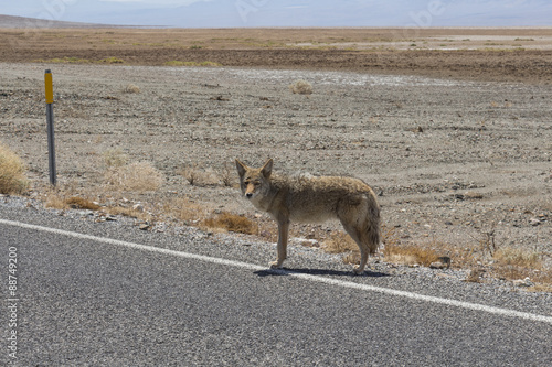 Coyote on the road, Death Valley, California, USA