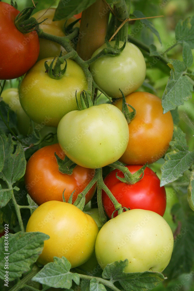 pomodori verdi e rossi su pianta