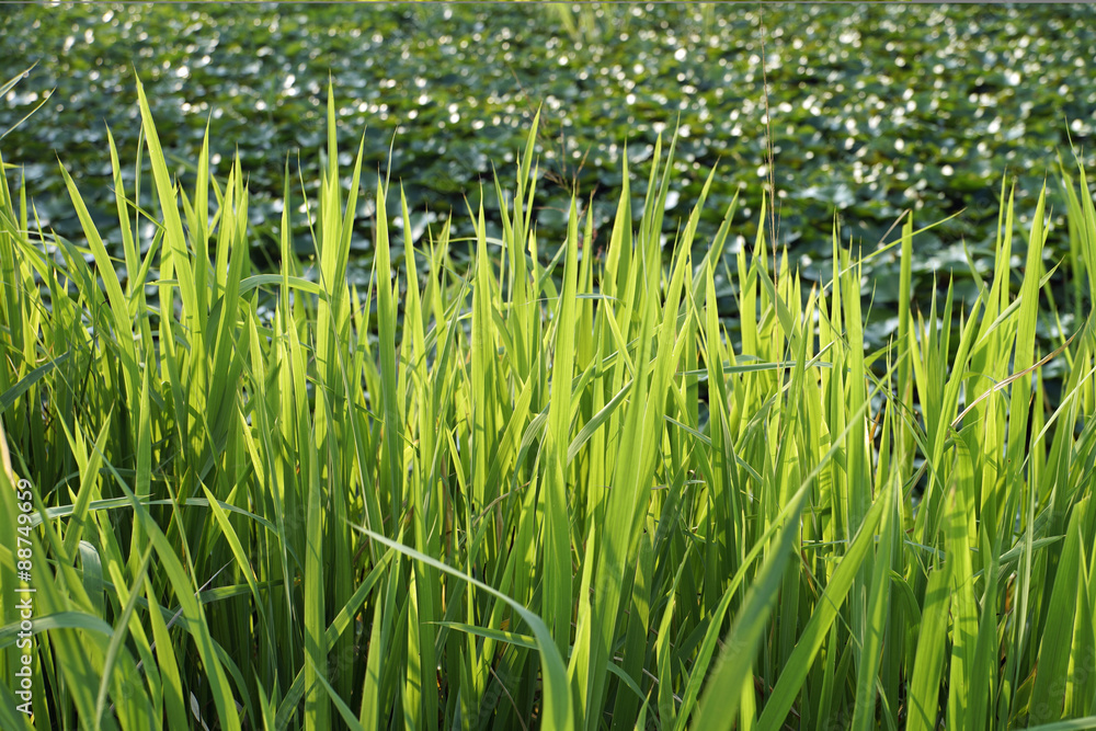 十二町潟水郷公園 水生植物 十二町潟水郷公園 水生植物