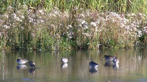 Enten im See auf Nahrungssuche