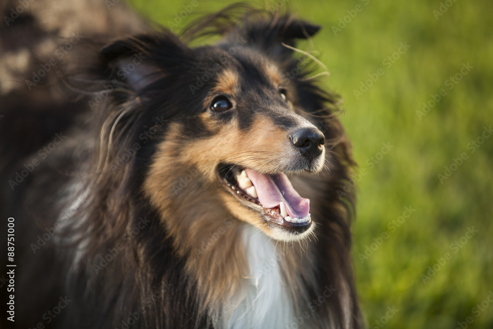 Shetland Sheepdog Shetland Sheepdog