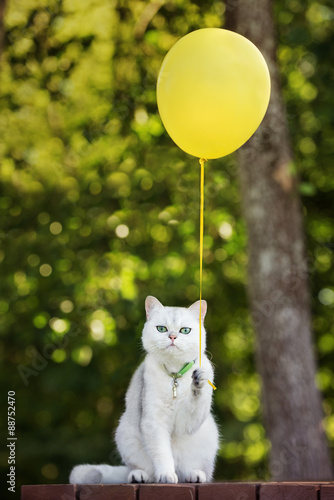 Fototapeta Naklejka Na Ścianę i Meble -  adorable british shorthair cat holding a balloon outdoors