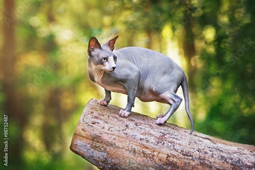 grey canadian sphynx cat in the forest