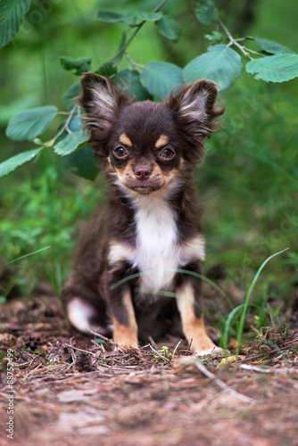 chihuahua puppy sitting outdoors