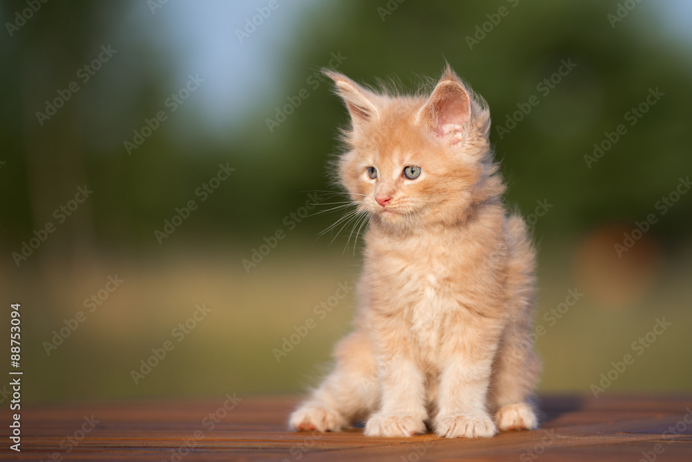 fluffy fawn maine coon kitten sitting outdoors