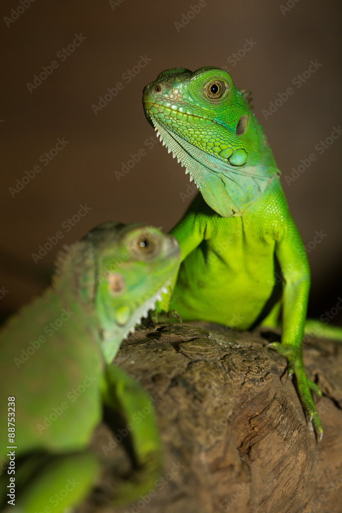 Green iguanas Green iguanas