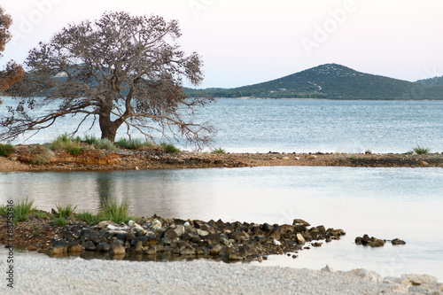  tree against  lagoon with tur sea photo