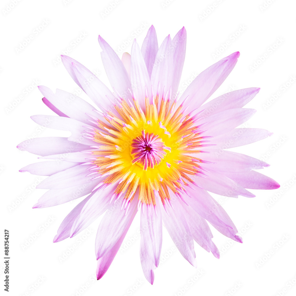 Lotus flower isolate on white background. This has clipping path Lotus flower isolate on white background. This has clipping path