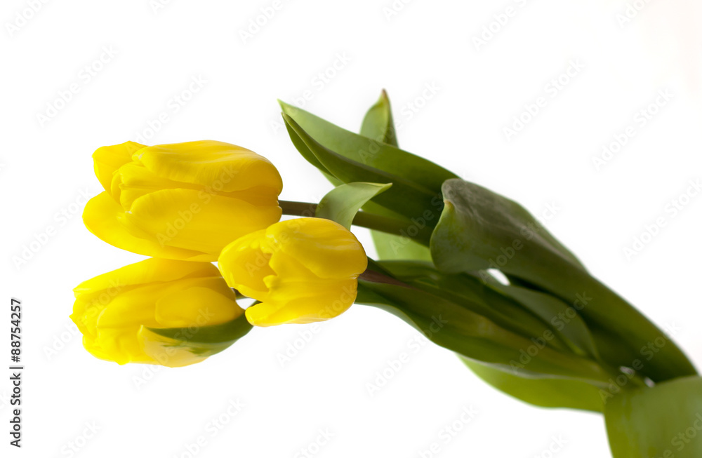 A bouquet of yellow tulips on white background A bouquet of yellow tulips on white background