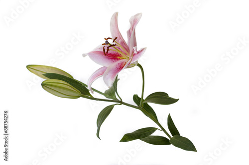 Lily photo on white background  isolated 