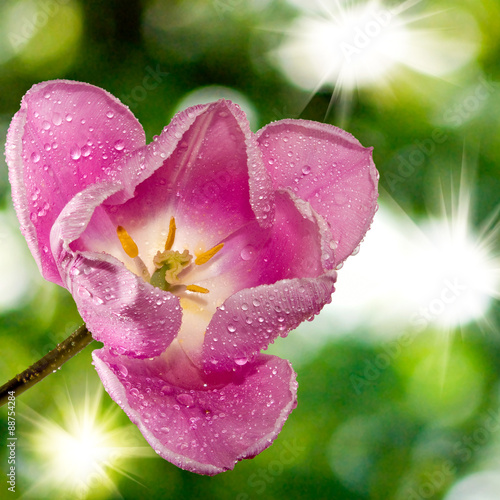  beautiful flower on a green background closeup