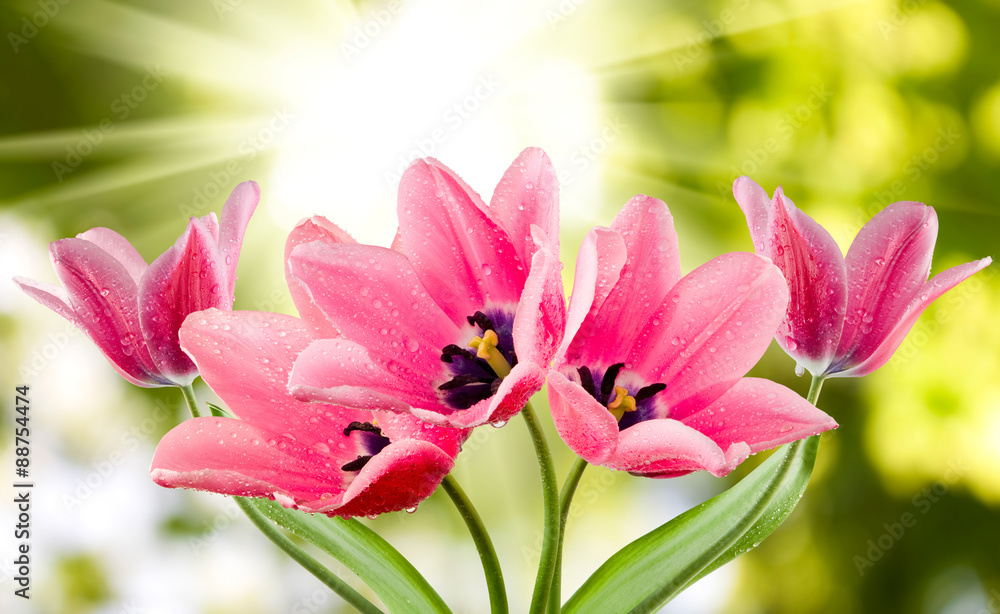 Obraz premium tulips on a green background