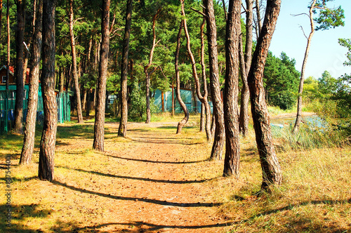 Billede på lærred Curonian spit