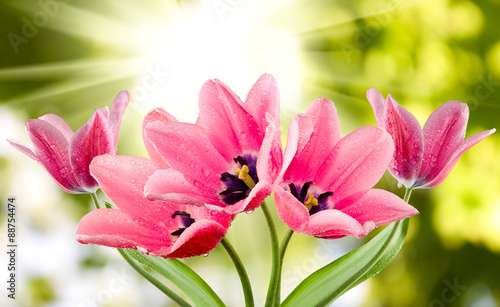 Fototapeta Naklejka Na Ścianę i Meble -   tulips on a green background