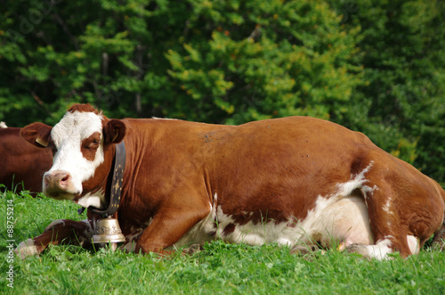 animal de la ferme - portrait de vache © minicel73