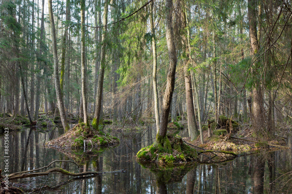 Springtime wet mixed forest with standing water