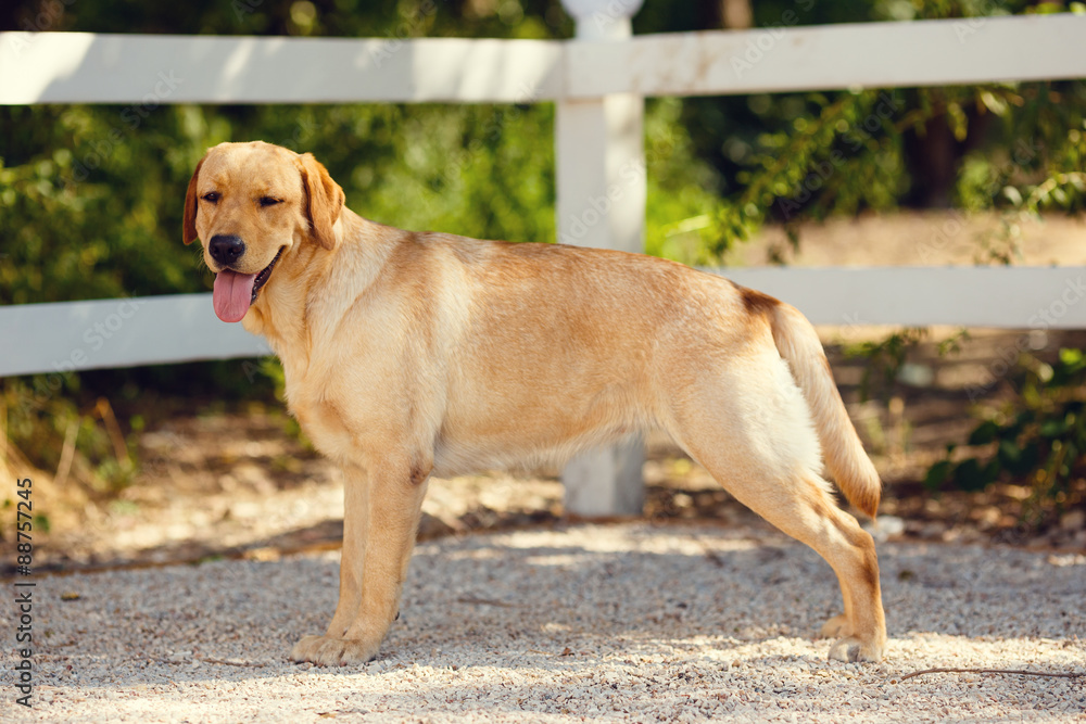 young golden retriever dog with pink tongue in summer park young golden retriever dog with pink tongue in summer park