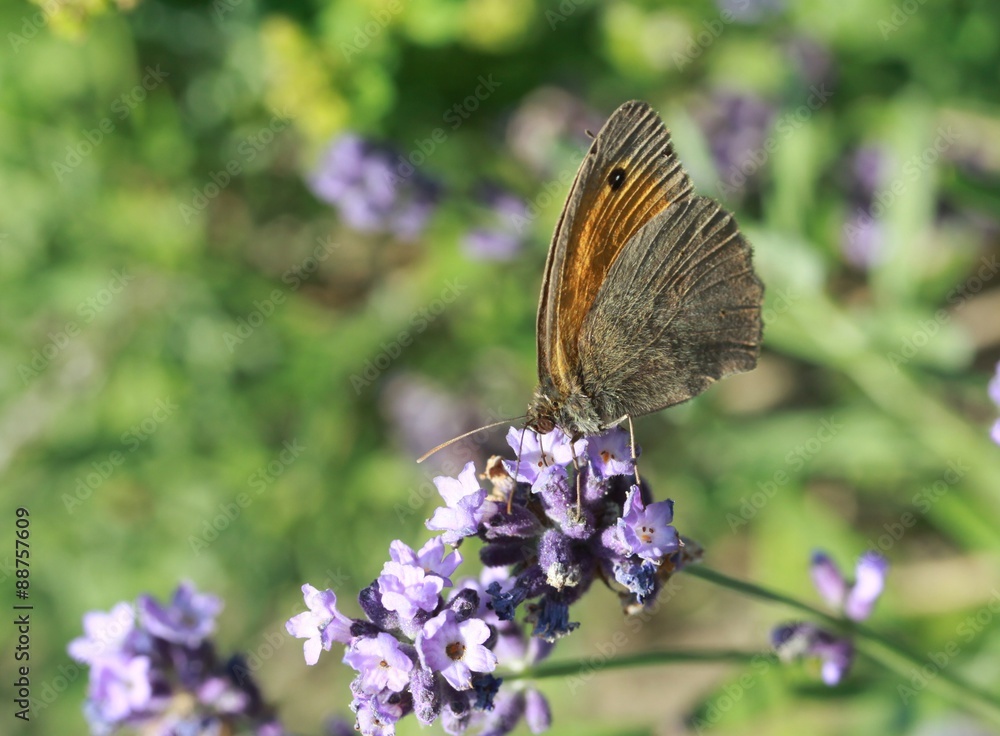 Schmetterling und Lavendel