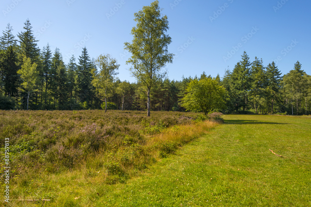 Obraz premium Clearing with blooming heather in a pine forest 