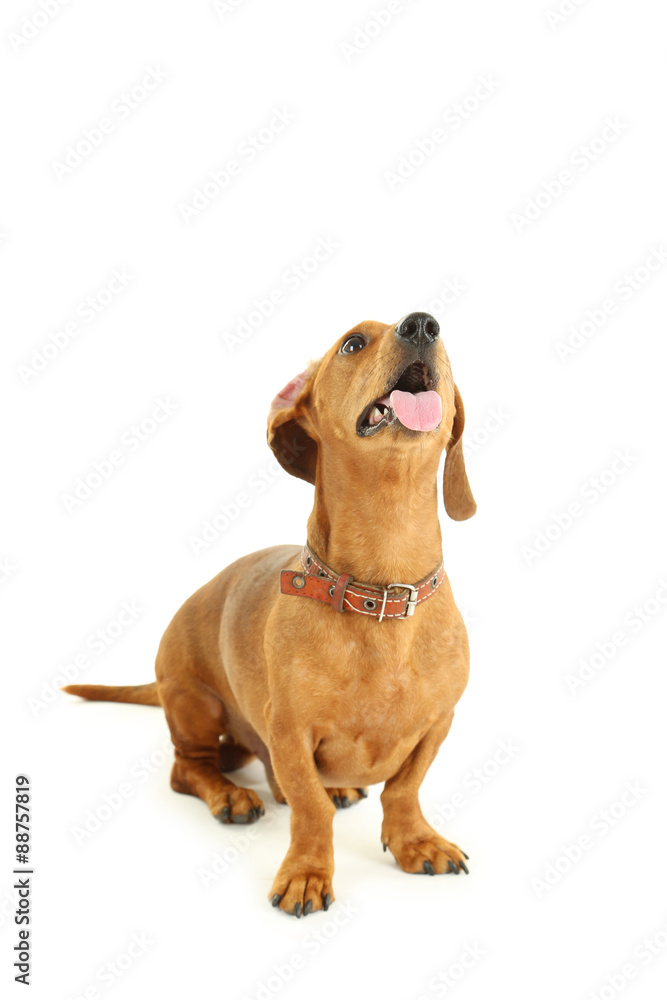 Dachshund dog isolated on a white