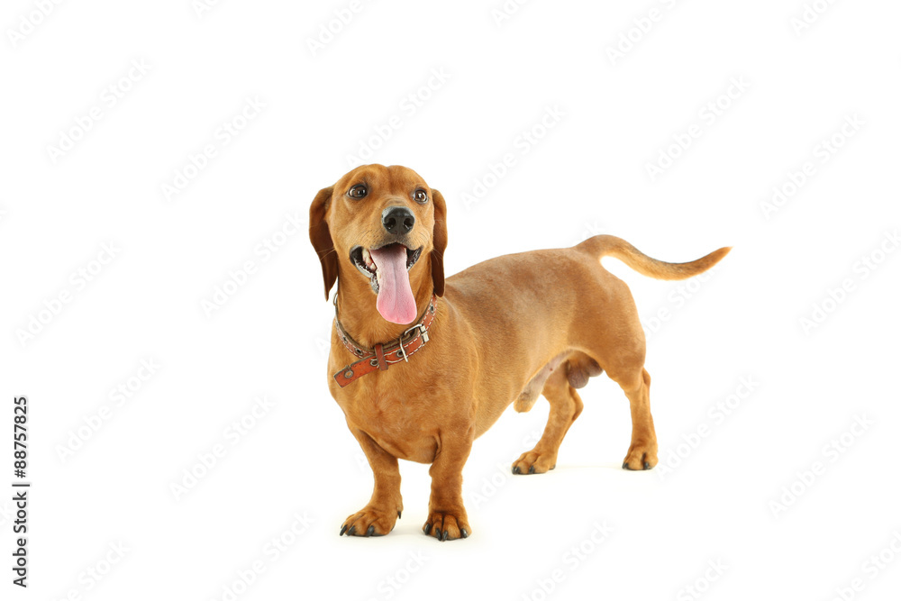 Dachshund gog isolated on a white