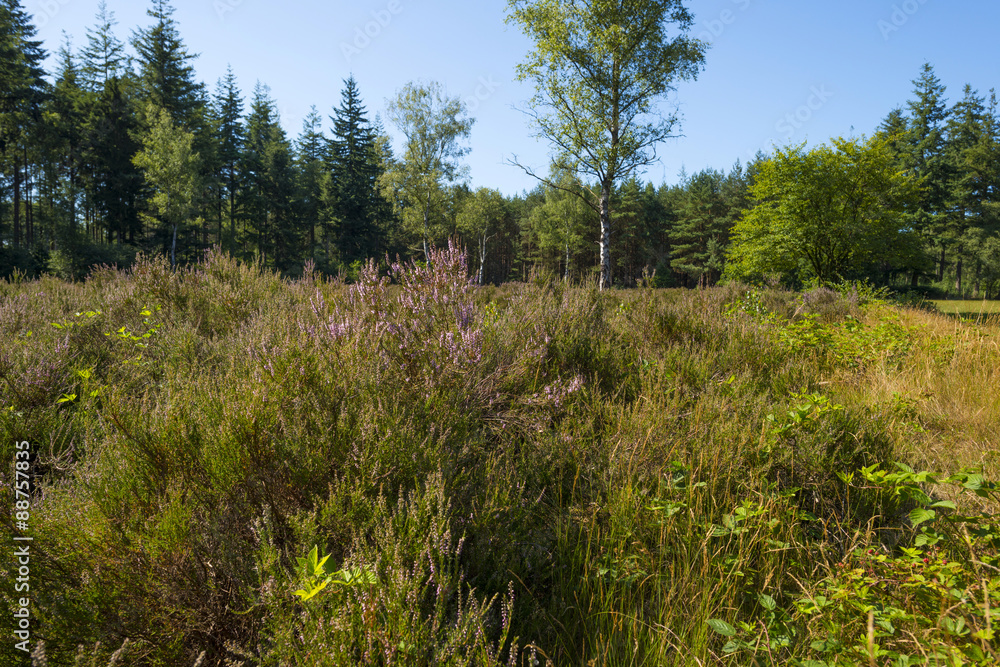 Clearing with blooming heather in a pine forest Clearing with blooming heather in a pine forest