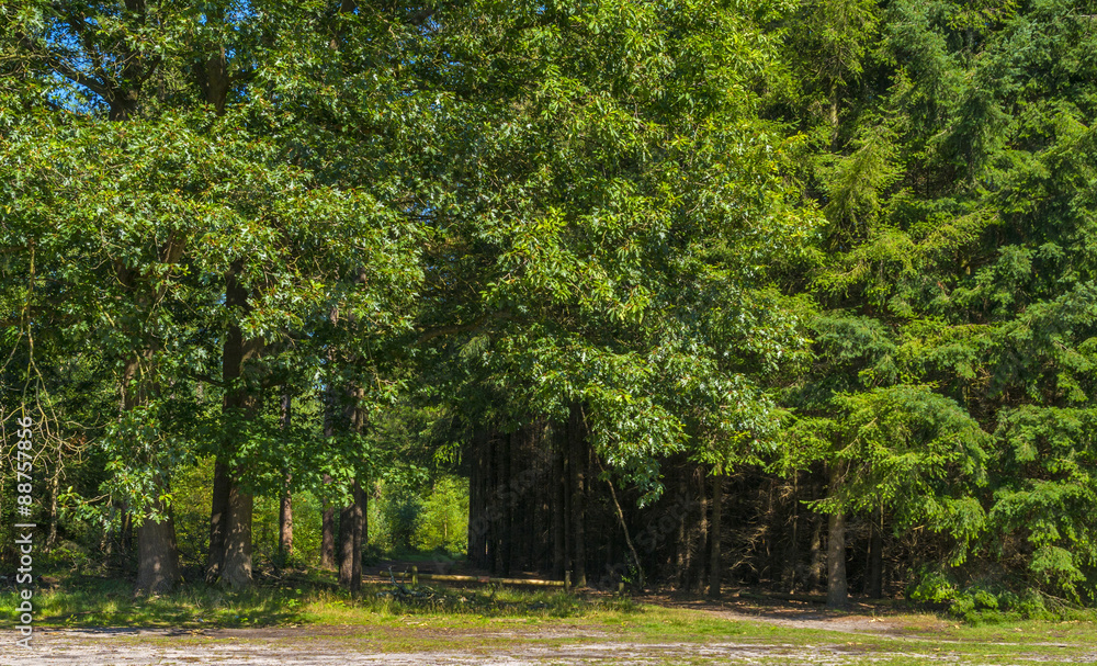 Path through a forest in sunlight in summer Path through a forest in sunlight in summer